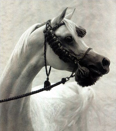 Ansata Sinan ( Prince Fa Moniet x Ansata Nefara )