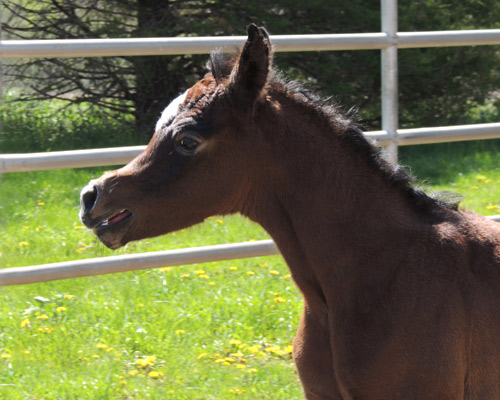 Saidat Al Badia ( Laheeb Al Nasser x Amal Al Badia )