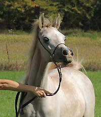 Wakil Al Badia ( DeSha Daheez x Safina Al Badia )